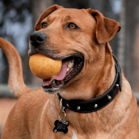 Adiestramiento de perros