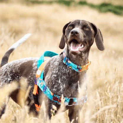 adiestramiento de perros