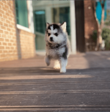 Pomsky