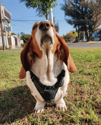 qué es adiestramiento canino