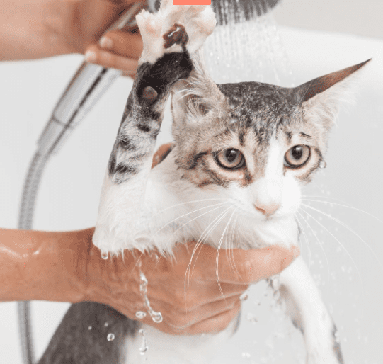 hora del baño gatos
