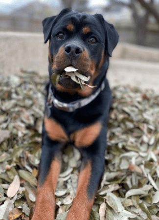 venta de rottweiler