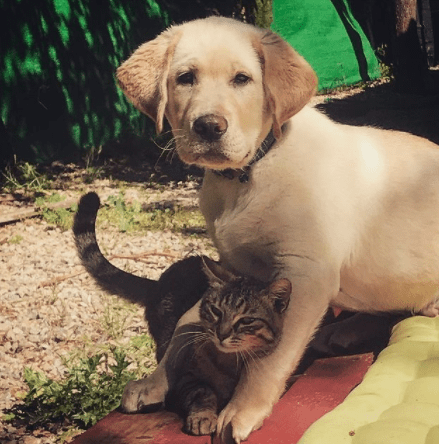 perros y gatos amigos