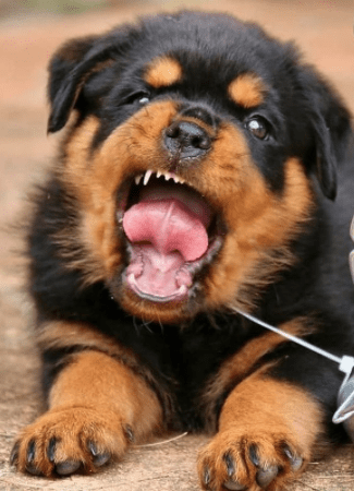 como cuidar un rottweiler