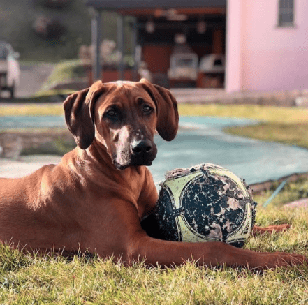 lo que tu perro quiere saber