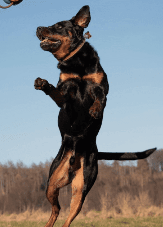 tipos de rottweiler