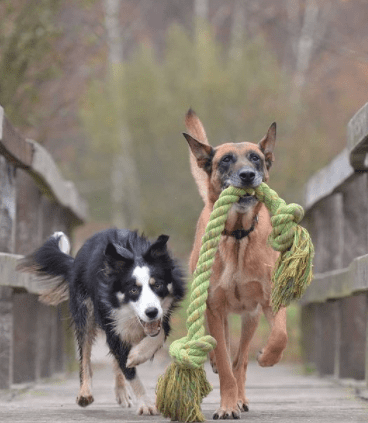 adiestramiento canino