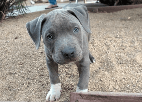 pitbull blue