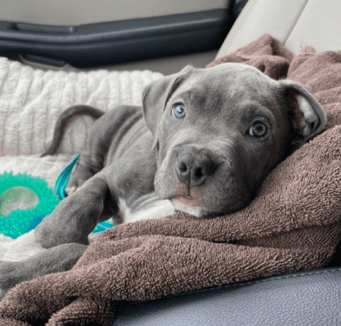 pitbull blue