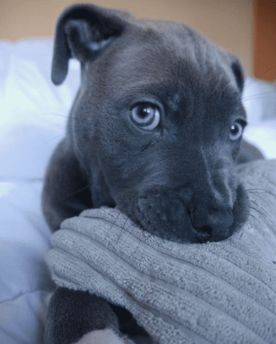 raza pitbull blue