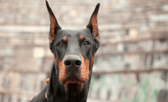 doberman