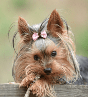 yorkie terrier