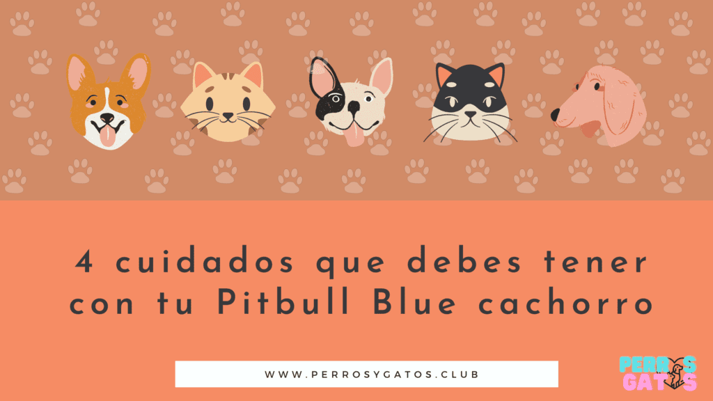 pitbull blue