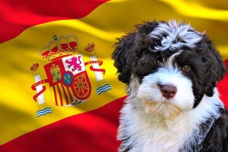 Los mejores seguros para perros en España