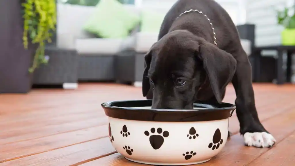 Mejor comida cocinada para perros en Chile