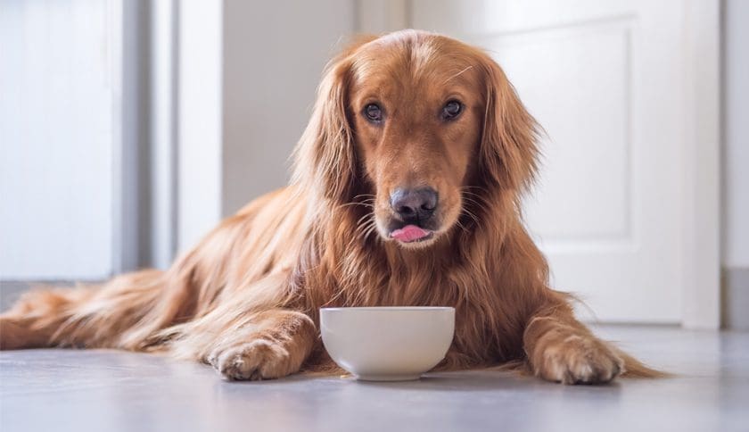 Mejor comida humeda para perros en España