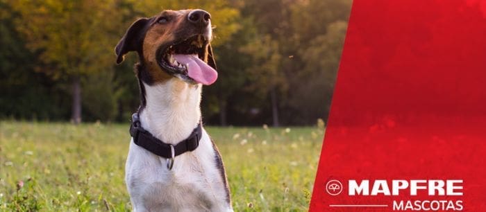 Mapfre mejores seguros para perros en España