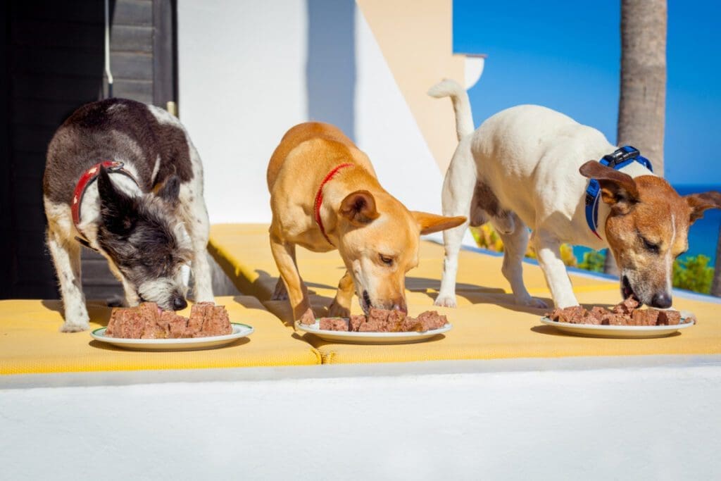 Mejor comida húmeda para perros en México