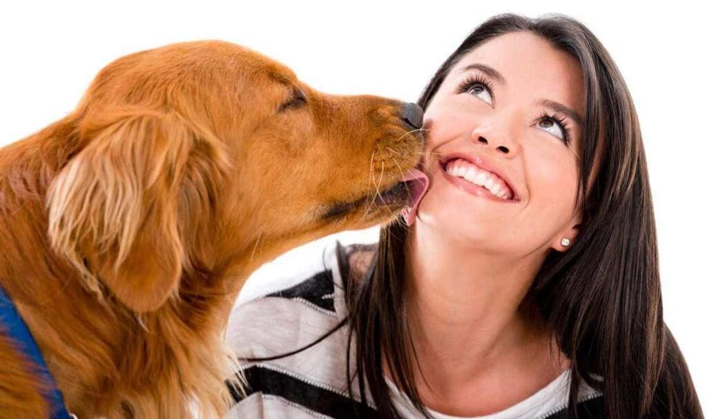 Mejor comida cocinada para perros en Colombia