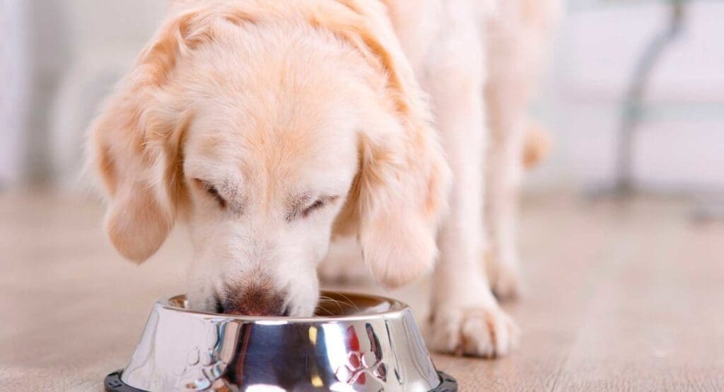 3 mejores piensos sin cereales para perros en Perú