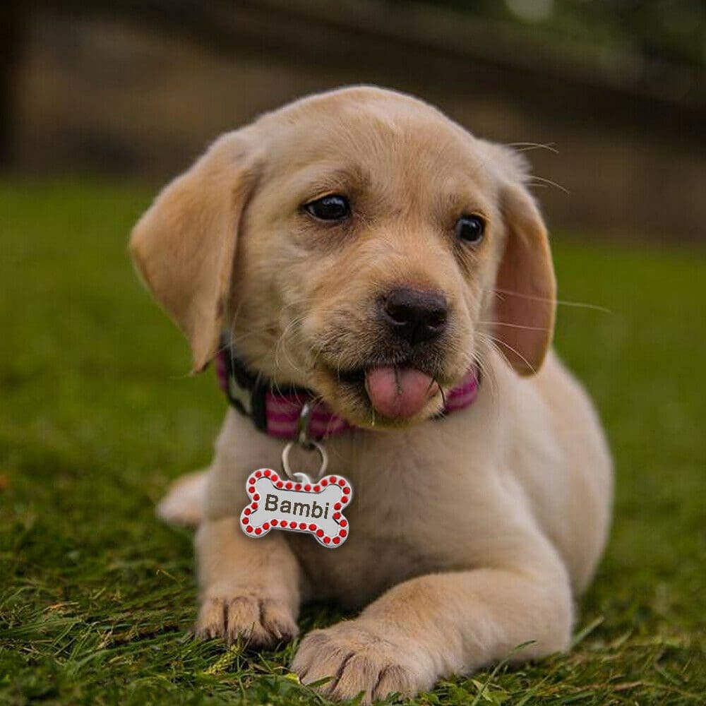 Las 3 mejores placas para perros en Chile