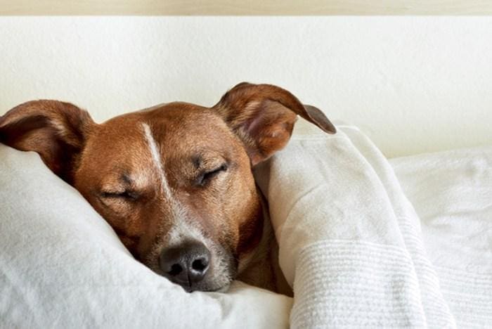 Mejor cama para perros en Chile