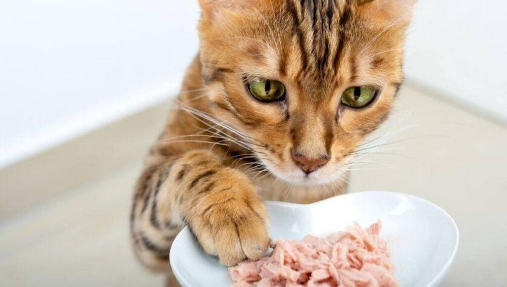 3 mejores comidas húmedas para gatos en Estados Unidos