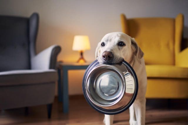 El mejor comedero para perros en Chile