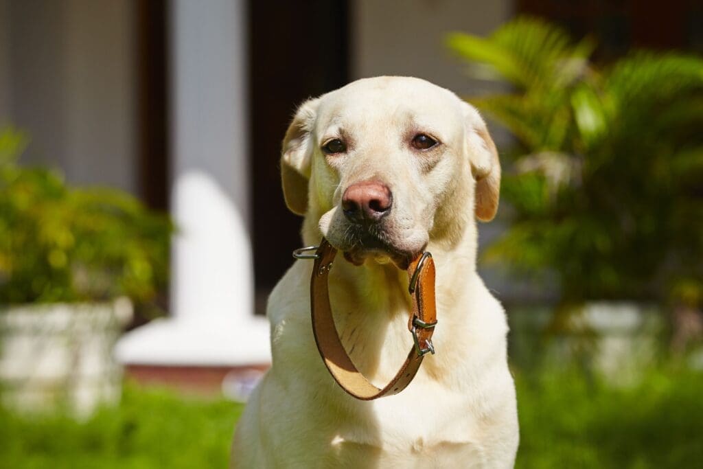 Los 5 mejores collares para perros en Colombia