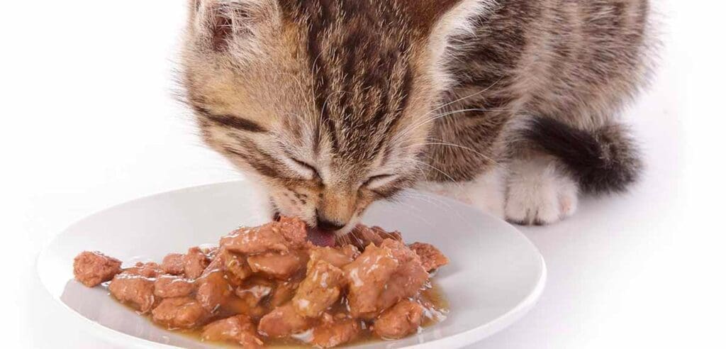 Mejor alimento para gato en México