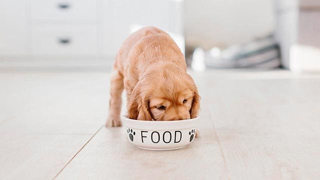 El mejor concentrado para perros en Chile