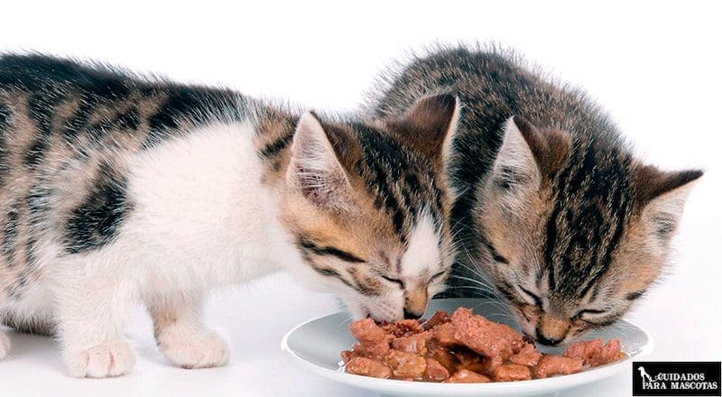 3 mejores comidas húmedas para gatos en Perú