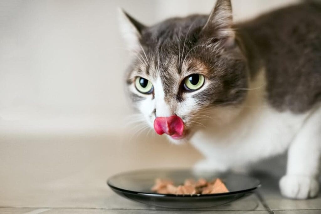 3 mejores comidas húmedas para gatos en Colombia