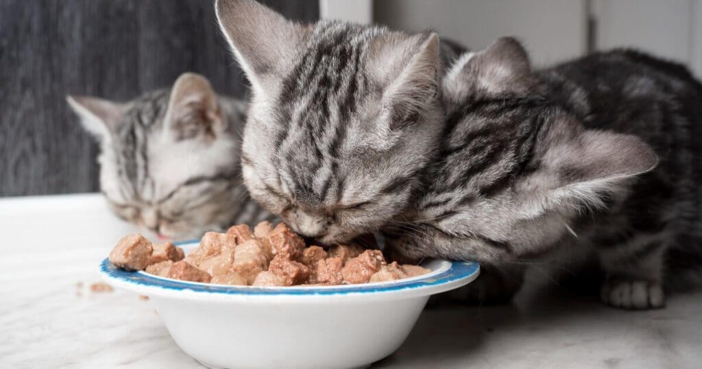 3 mejores comidas húmedas para gatos en Chile