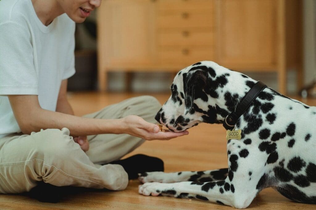 Las  3 mejores croquetas para perros en Colombia