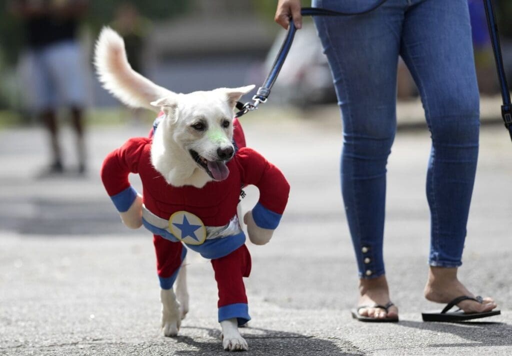 Los 3 mejores disfraces para perros en Chile