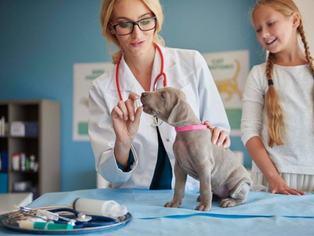 El mejor desparasitante para perros en Chile