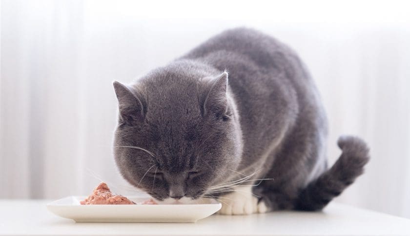 3 mejores comidas húmedas para gatos en España
