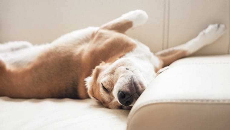 Mejor cama para perros en Perú