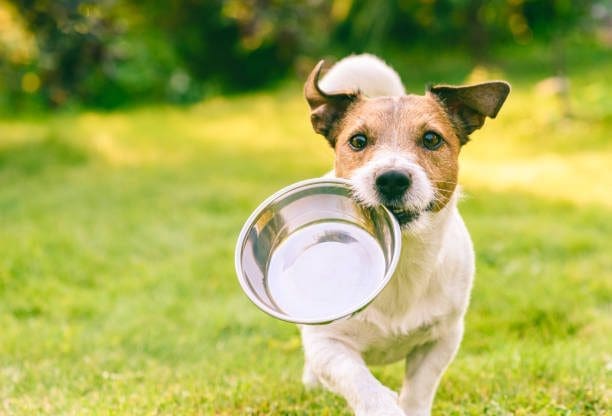 3 Mejores piensos naturales para perros en Perú