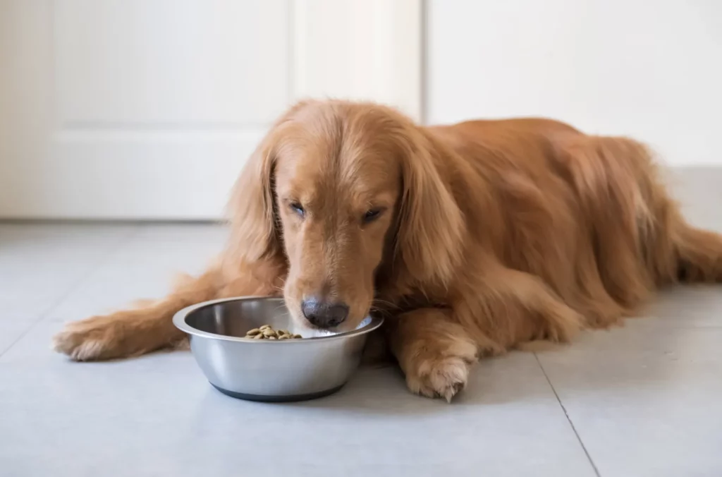 3 Mejores piensos naturales para perros en Chile