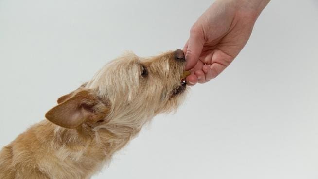 Las 3 mejores croquetas para perros en Chile