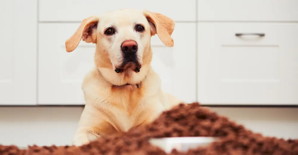 El mejor comedero para perros en Colombia