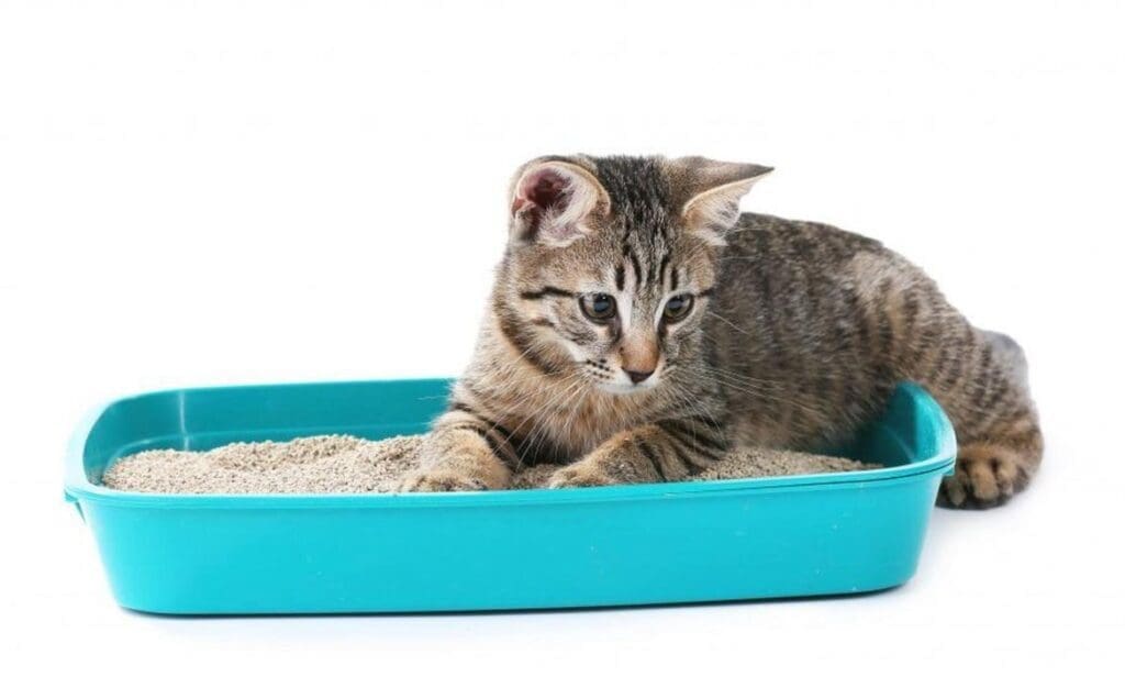 Las 3 mejores cajas de arena para gatos en Colombia
