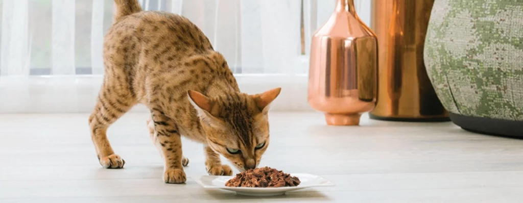 Mejor comida para gatos en Chile