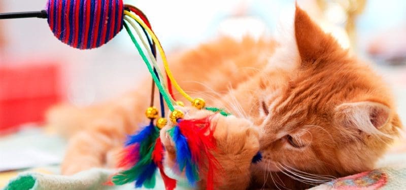 3 mejores accesorios para gatos en Colombia