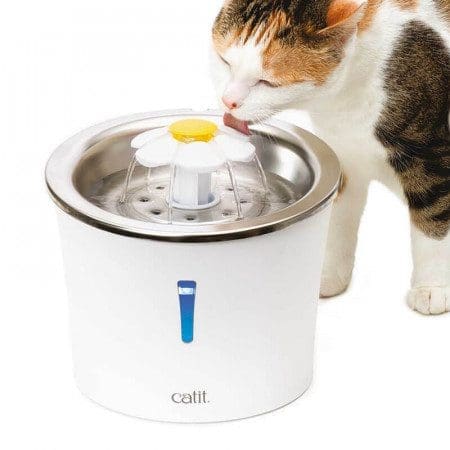 3 mejores fuentes de agua para gatos en Chile