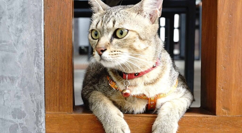 Los 3 mejores collares para gatos en Colombia