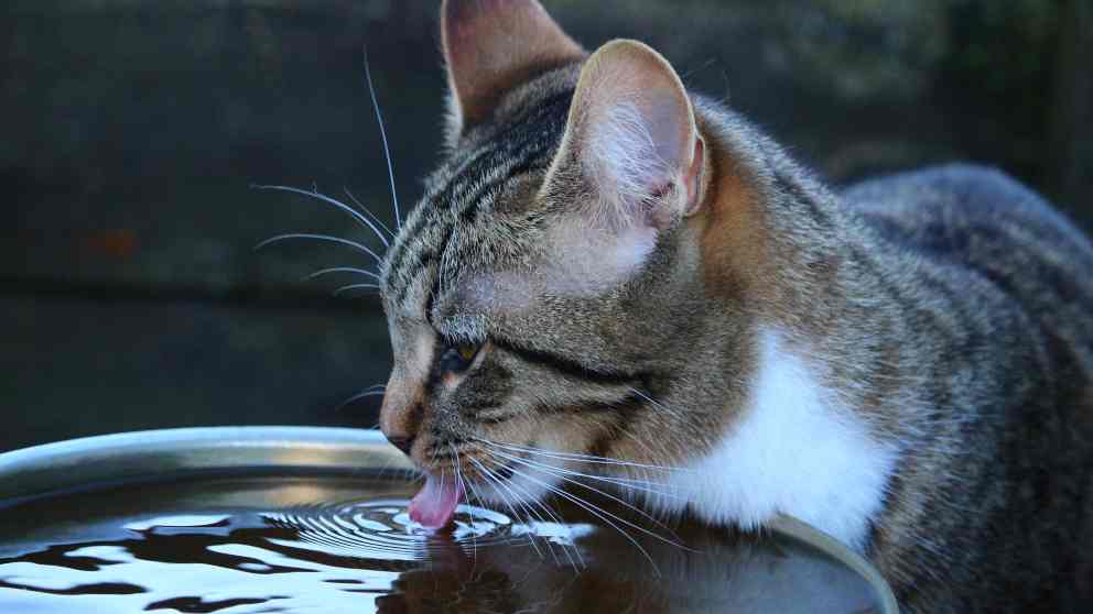 3 mejores fuentes de agua para gatos en Colombia