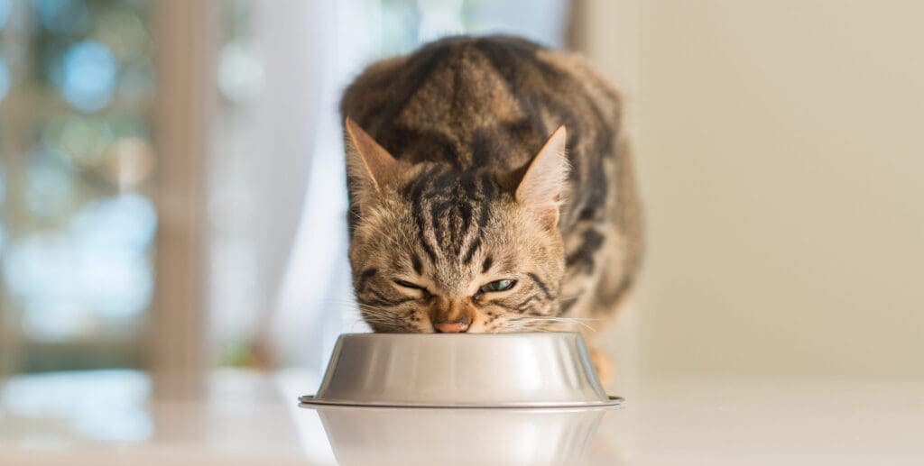 Mejor comida para gatos en Colombia